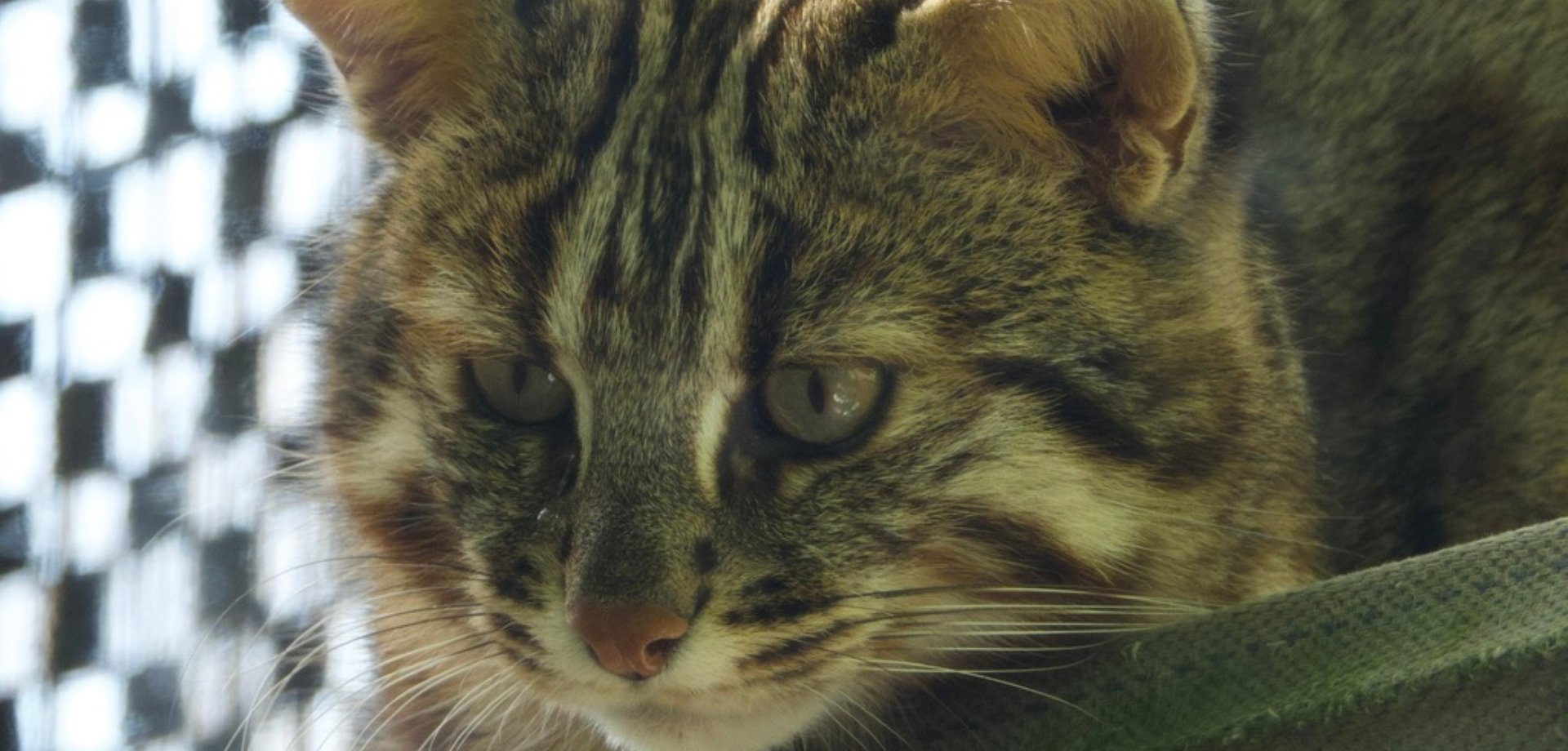 ツシマヤマネコ — 対馬だけに生息する絶滅危惧IA類の野生ネコ