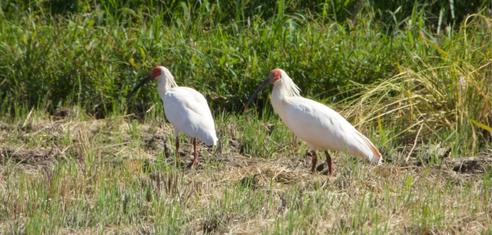 トキ — 佐渡の田んぼで餌を探す2羽のトキ
